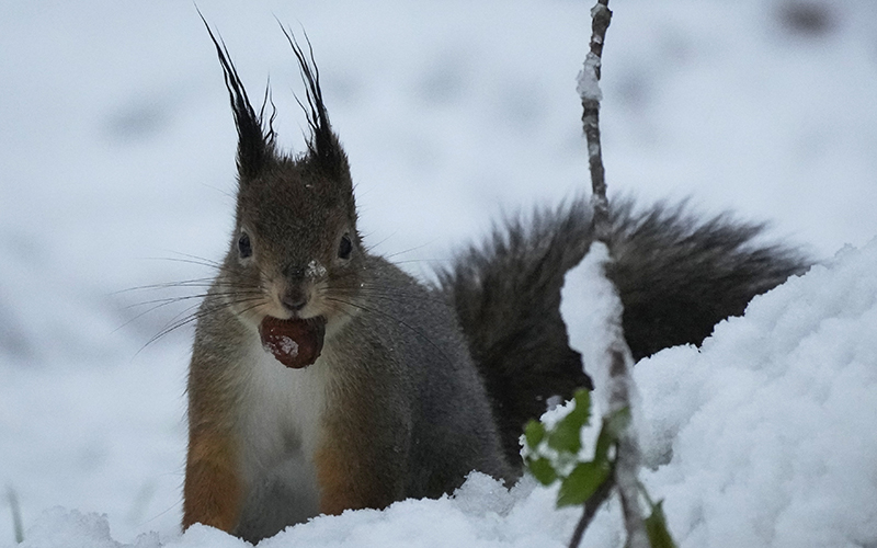 A squirrel holds a chestnut in a city park