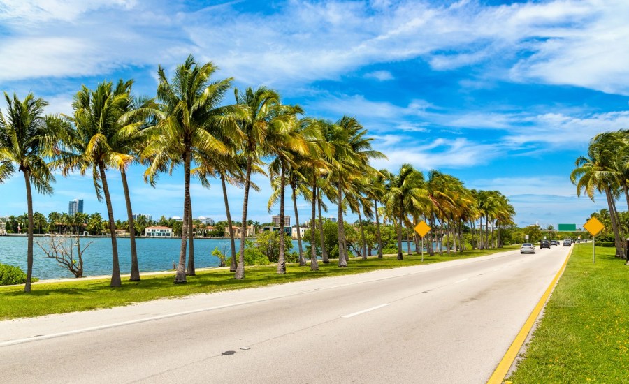 Palm trees and road in Miami Beach, Florida