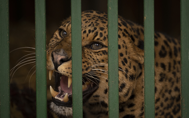 A leopard hisses from an enclosure at a shelter for animals traumatized by the war in Ukraine