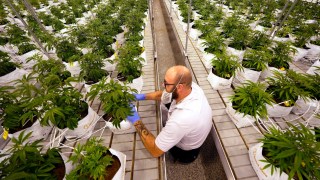 File - Jeremy Baldwin tags young cannabis plants at a marijuana farm operated by Greenlight, Oct. 31, 2022, in Grandview, Mo.