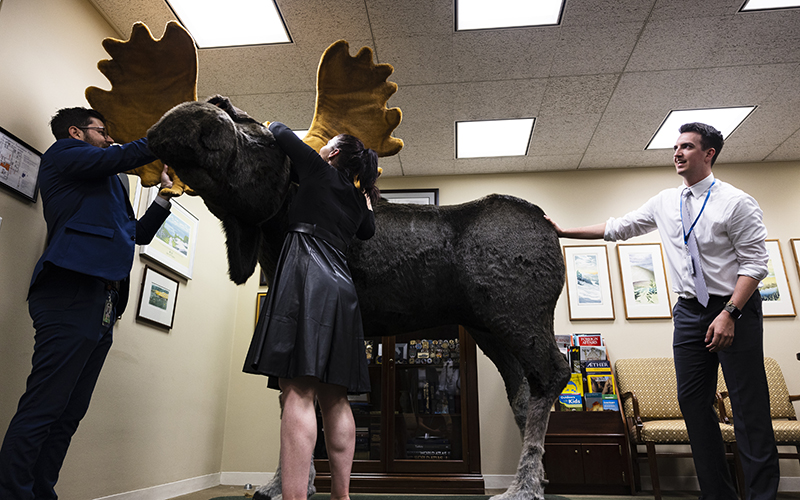 Marty the Moose is assembled in the office of Sen. Jeanne Shaheen (D-N.H.)