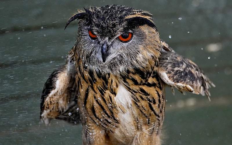 Archimedes, a Eurasian Eagle Owl, is cooled off by his handler with a hose