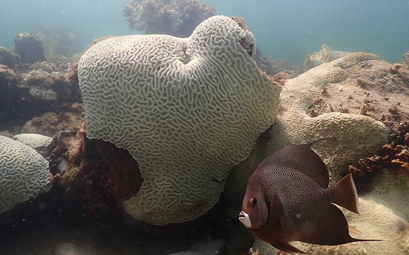 A fish swims near coral showing signs of bleaching at Cheeca Rocks off the coast of Islamorada, Fla.