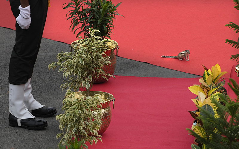 A squirrel sits on a red carpet laid for Indian Prime Minister Narendra Modi