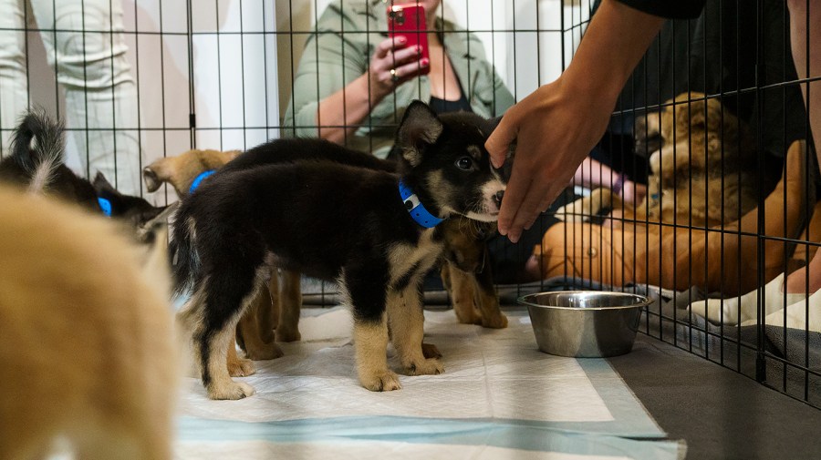 Puppies for adoption are seen during Pet Night on Capitol Hill