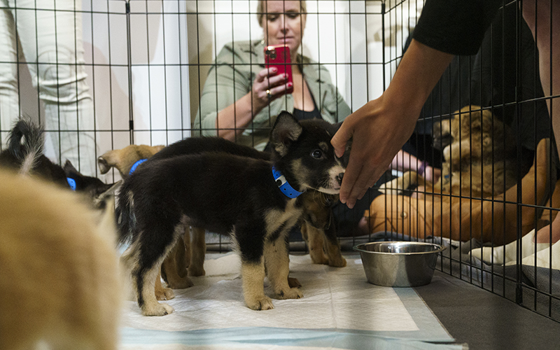 Puppies for adoption are seen during Pet Night on Capitol Hill. There is metal fencing enclosing a few puppies in a small pen. Through the fence, a woman is seen raising a smartphone to take a picture of the puppies. On the right side of the image, someone reaches a hand into the pen for one of the cute puppies to sniff.