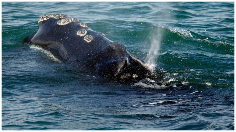 FILE - A North Atlantic right whale feeds on the surface of Cape Cod bay off the coast of Plymouth, Mass., March 28, 2018. A coalition of environmental groups is calling on the federal government to enact emergency rules to protect a vanishing species of whale from lethal collisions with large ships. The groups filed their petition with the National Oceanic and Atmospheric Administration on Sept. 28 in an effort to protect the North Atlantic right whale. (AP Photo/Michael Dwyer, File)