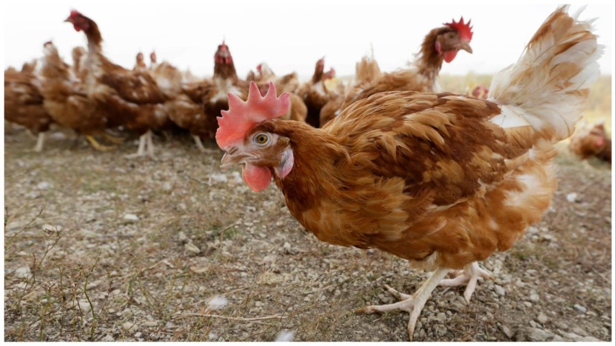 Chickens walk in a fenced pasture at an organic farm in Iowa. (AP Photo/Charlie Neibergall)