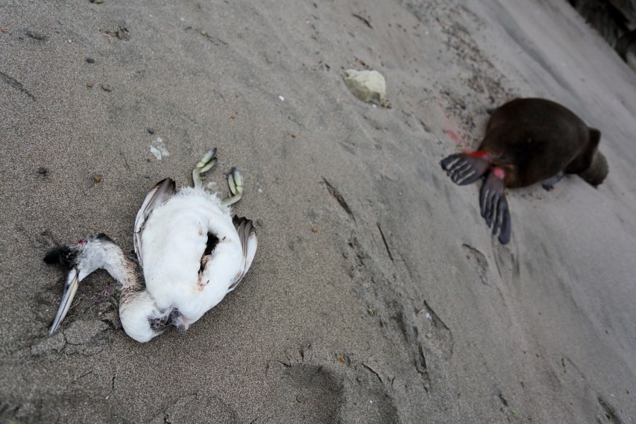 FILE - A dead sea bird lays beside a dead sea lion on the beach at Punta Bermeja, on the Atlantic coast of the Patagonian province of Río Negro, near Viedma, Argentina, Monday, Aug. 28, 2023. Government experts suspect that bird flu is killing sea lions along Argentina's entire Atlantic coastline, causing authorities to close many beaches in order to prevent the virus from spreading further. (AP Photo/Juan Macri, File)