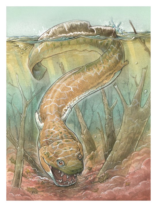 This image provided by Gabriel Lio shows an artistic reconstruction of what the prehistoric salamander-like creature may have looked like. Researchers discovered a giant salamander-like predator that lived about 280 million years ago, using fossils recovered from Namibia. (Gabriel Lio via AP)