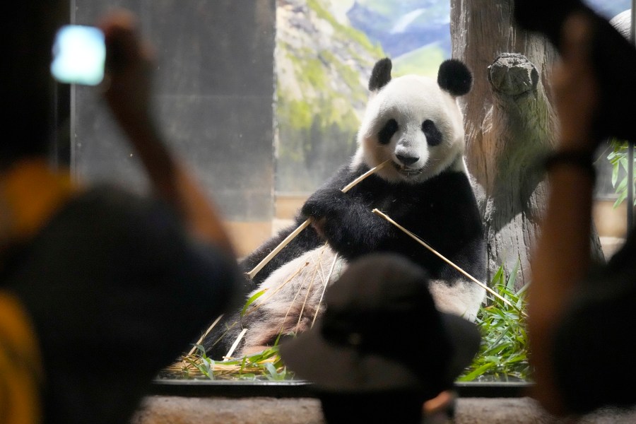 Visitors watch the giant panda Shin Shin at Ueno Zoo, a day before giant panda couple Ri Ri and Shin Shin's return to China, Saturday, Sept. 28, 2024, in Tokyo. (AP Photo/Eugene Hoshiko)