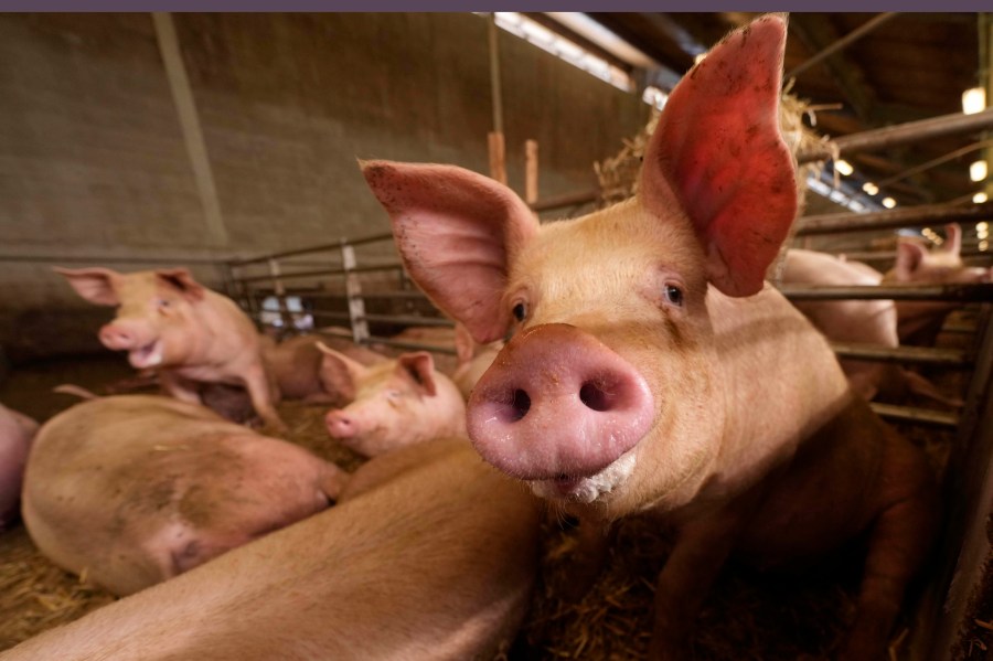 Pigs roam in a shed of the Piggly farm in Pegognaga, near Mantova, northern Italy, Wednesday, Sept. 25, 2024. (AP Photo/Luca Bruno)