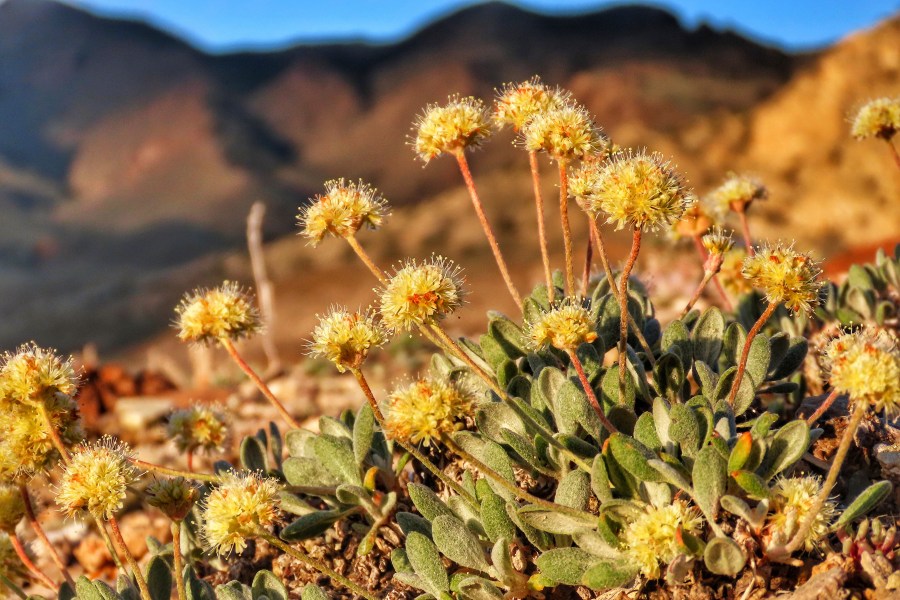 FILE - In this photo provided by the Center for Biological Diversity, Tiehm's buckwheat grows in the high desert in the Silver Peak Range of western Nevada about halfway between Reno and Las Vegas, June 1, 2019, where a lithium mine is planned. (Patrick Donnelly/Center for Biological Diversity via AP, File)